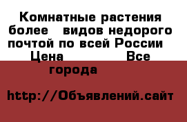 Комнатные растения более200видов недорого почтой по всей России › Цена ­ 100-500 - Все города  »    
